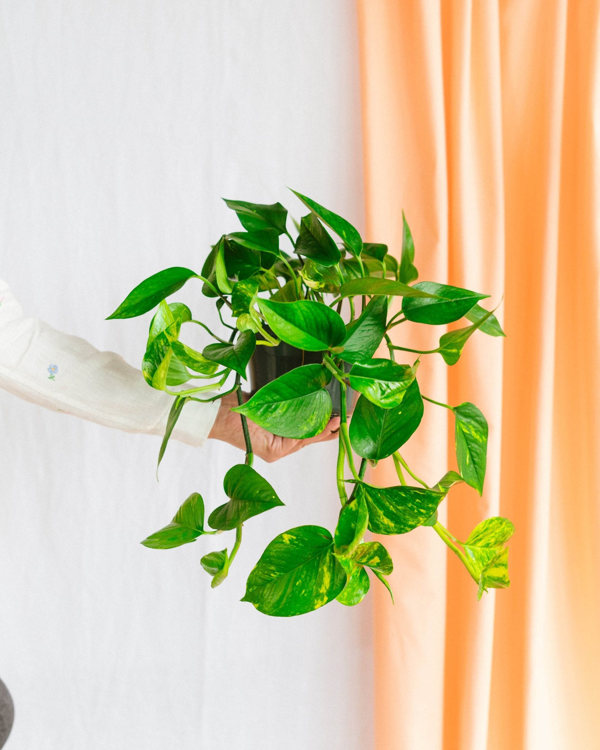Pothos scindapsus plante d'intérieur à suspendre purifiante – La Green Touch