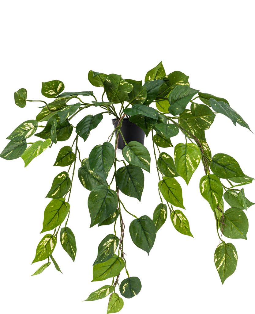 Livraison plante Pothos liane du diable - plante artificielle tombante