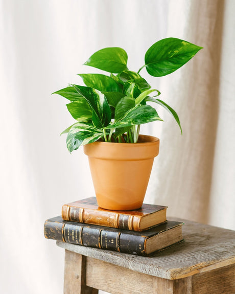 Livraison plante Pothos Scindapsus Aureum