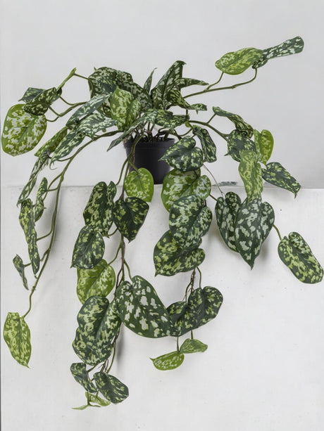 Livraison plante Pothos silver - plante artificielle tombante
