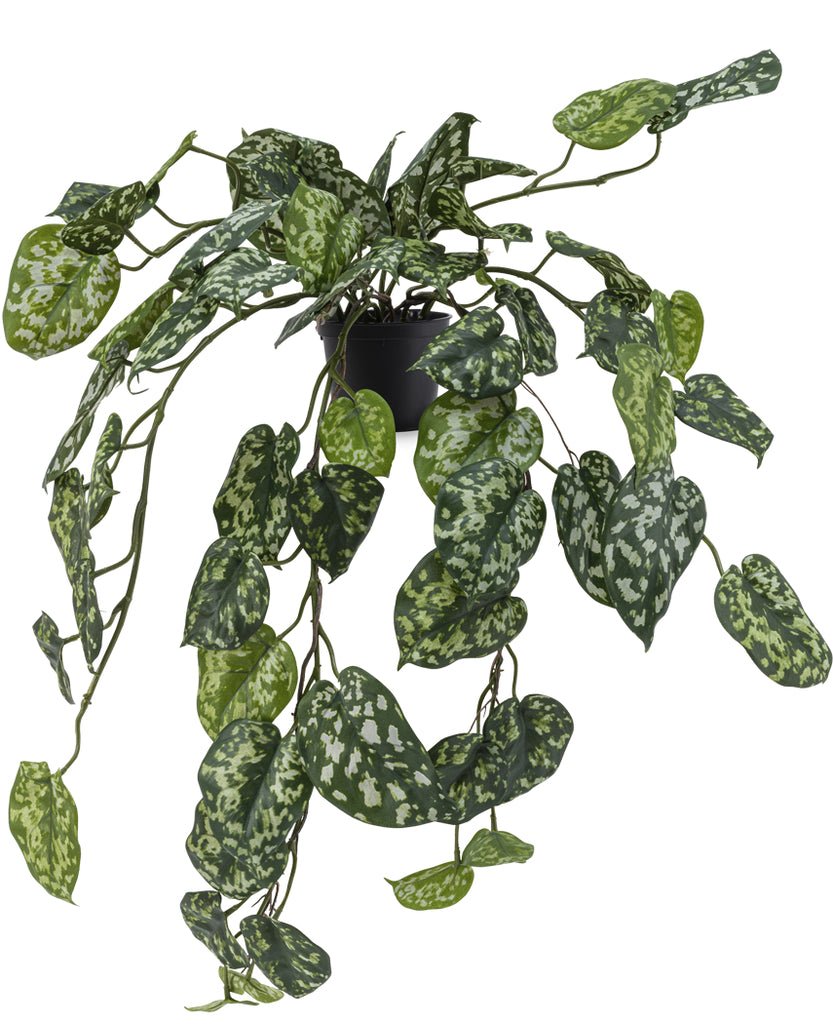Livraison plante Pothos silver - plante artificielle tombante