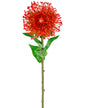 Livraison plante Protea rouge artificielle