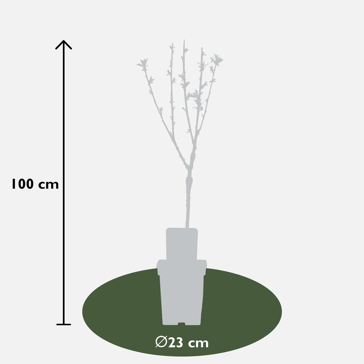 Livraison plante Prunier 'Bigarreau Napoléon' - h100cm, Ø23cm - grande plante d'extérieur