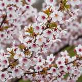 Livraison plante Prunus incisa Koujou - no - mai – Pot 19 cm – Hauteur 90 cm