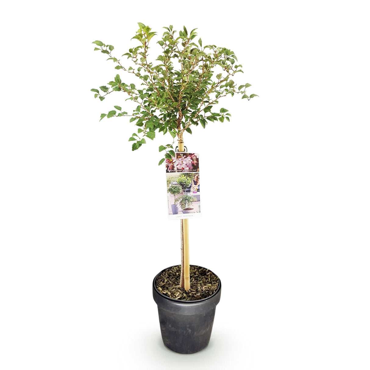Livraison plante Prunus incisa Koujou - no - mai – Pot 19 cm – Hauteur 90 cm