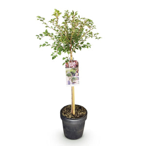 Livraison plante Prunus incisa Koujou - no - mai – Pot 19 cm – Hauteur 90 cm
