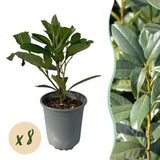 Livraison plante Prunus laurocerasus Caucasica – Lot de 8 – Hauteur 30 - 35 cm
