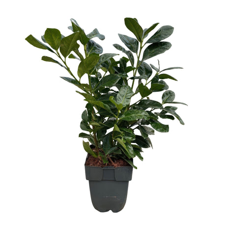 Livraison plante Prunus laurocerasus Etna – Lot de 6 – Hauteur 50 cm