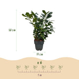 Livraison plante Prunus laurocerasus Etna – Lot de 6 – Hauteur 50 cm