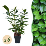Livraison plante Prunus laurocerasus Novita – Lot de 6 – Pot 17 cm