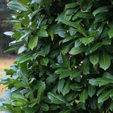 Livraison plante Prunus laurocerasus Novita – Lot de 6 – Pot 17 cm