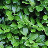 Livraison plante Prunus laurocerasus Novita – Lot de 6 – Pot 17 cm