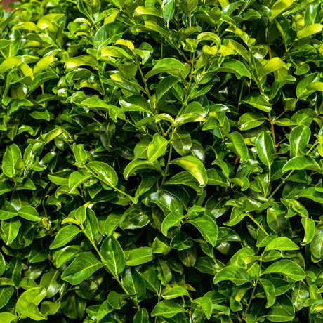 Livraison plante Prunus laurocerasus Rotundifolia – Lot de 6 – Hauteur 50 cm