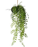 Livraison plante Pumila - plante artificielle tombante
