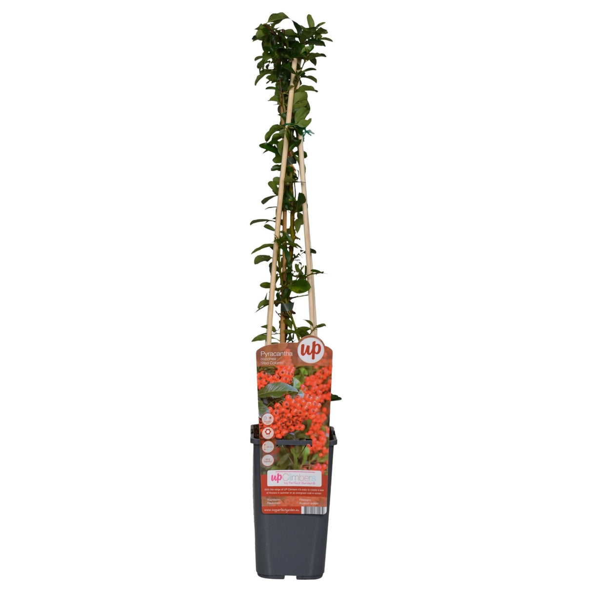 Livraison plante Pyracantha Coccinea 'colonne rouge' - Lot de 4