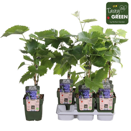 Livraison plante Raisin Bio