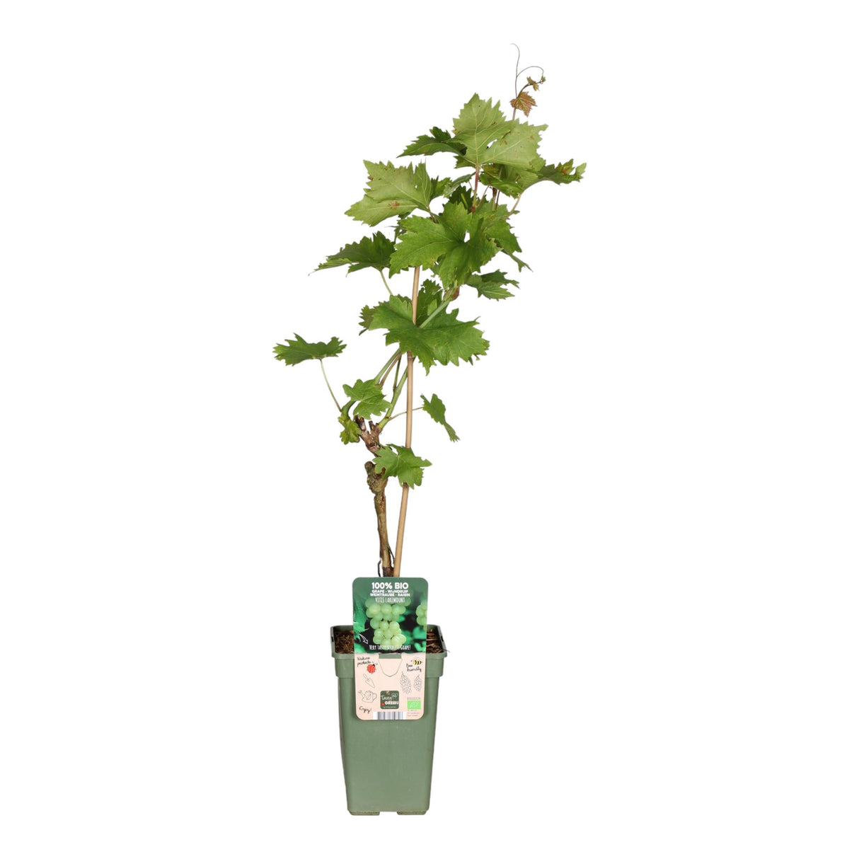 Livraison plante Raisin Bio