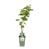 Livraison plante Raisin Bio