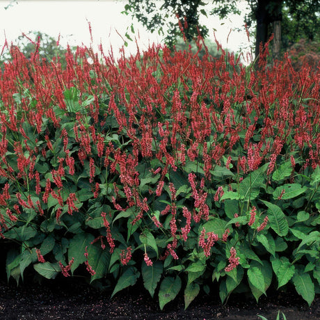 Livraison plante Renouée amplexicaule