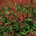 Renouée Amplexicaule (Persicaria amplexicaulis) 'Amplexicaulis'