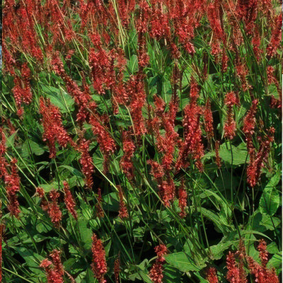 Renouée Amplexicaule (Persicaria amplexicaulis) 'Amplexicaulis'
