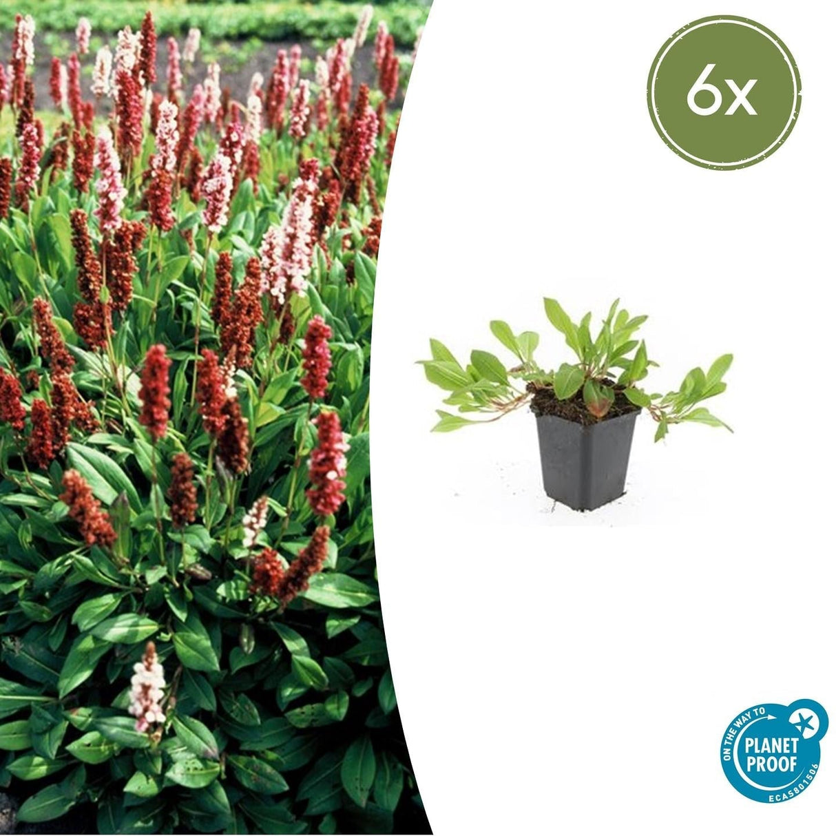 Livraison plante Renouée 'Darjeeling Red'