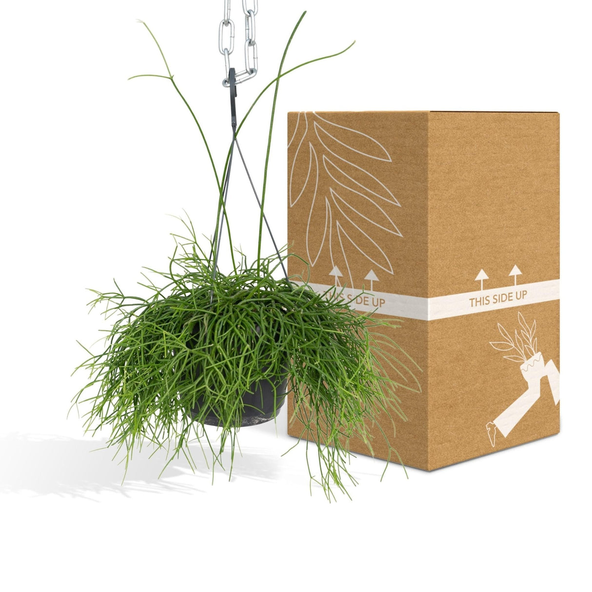 Livraison plante Rhipsalis baccifera h25cm