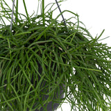 Livraison plante Rhipsalis baccifera h25cm