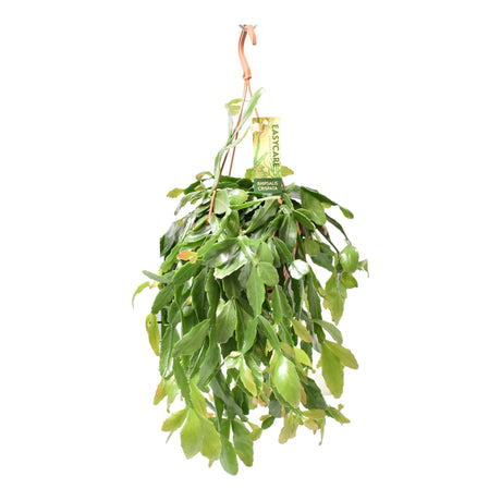 Livraison plante Rhipsalis Crispata