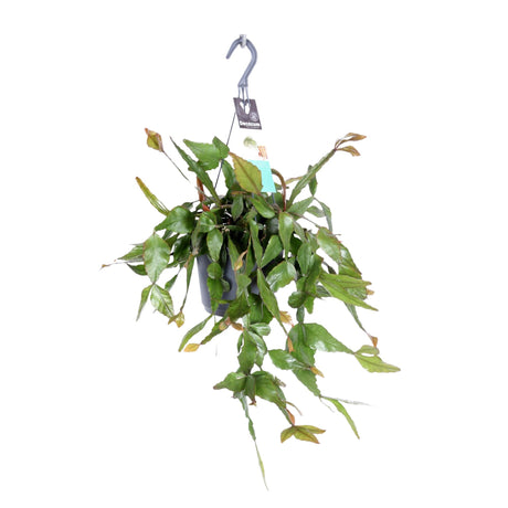Livraison plante Rhipsalis Elliptica