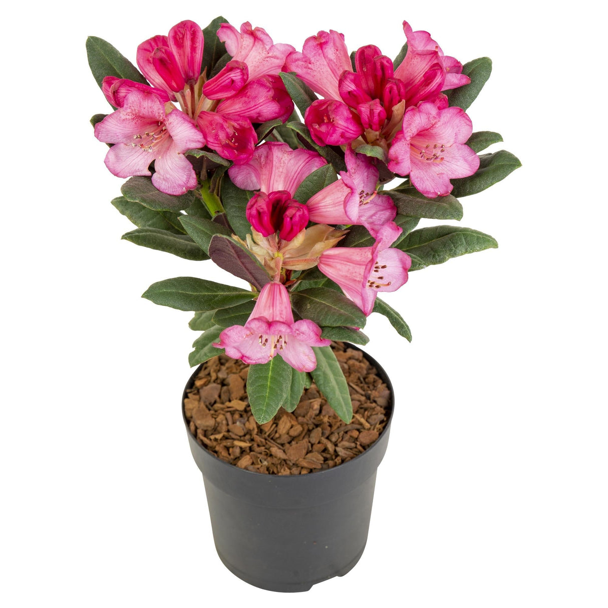 Livraison plante Rhododendron 'Wine & Roses'® - ↨20cm - Ø13cm - arbuste fleuri