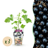 Livraison plante Ribes Jostabes – Lot de 3 – Pot 9 cm