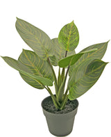 Livraison plante Rohdea - Plante verte artificielle