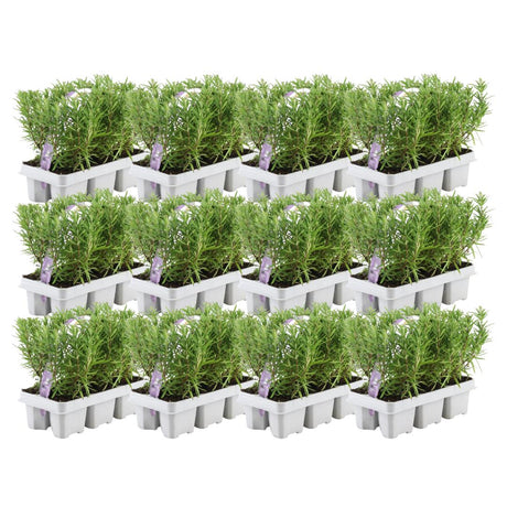 Livraison plante Romarin - 12 packs de 6