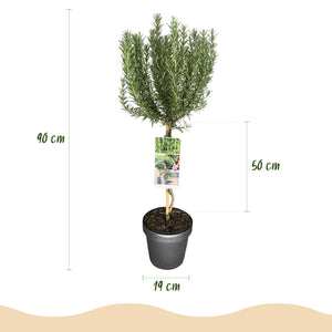 Livraison plante Romarin officinalis – Lot de 1 – Pot 19 cm – Hauteur 90 cm