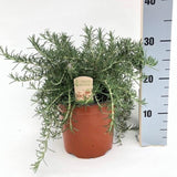Livraison plante Romarin prostratus d18cm h35cm