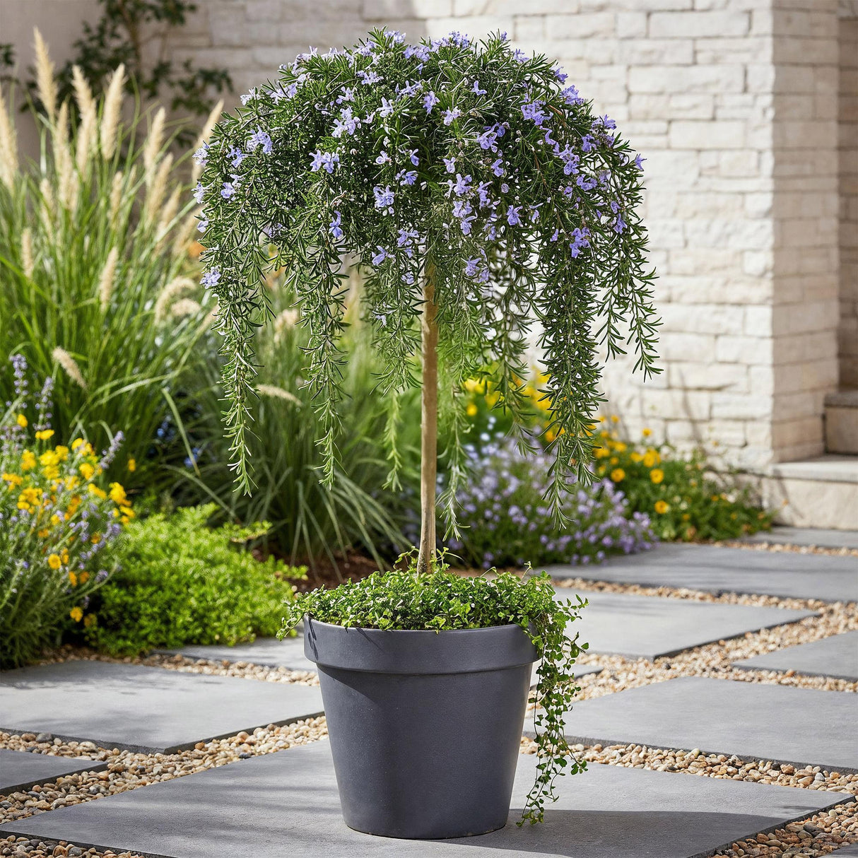 Livraison plante Romarin Prostratus – Pot 19 cm – Hauteur 90 cm