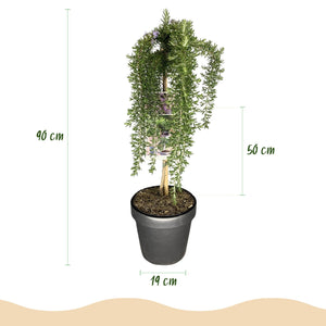 Livraison plante Romarin Prostratus – Pot 19 cm – Hauteur 90 cm