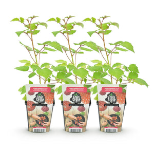 Livraison plante Ronce du Japon Rubus phoenicolasius – Lot de 3 – Pot 9 cm