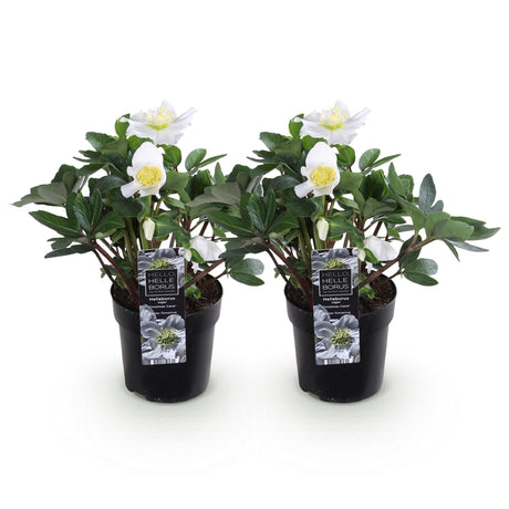 Livraison plante Rose de Noël Christmas Carol – Lot de 2 – Pot 10,5 cm