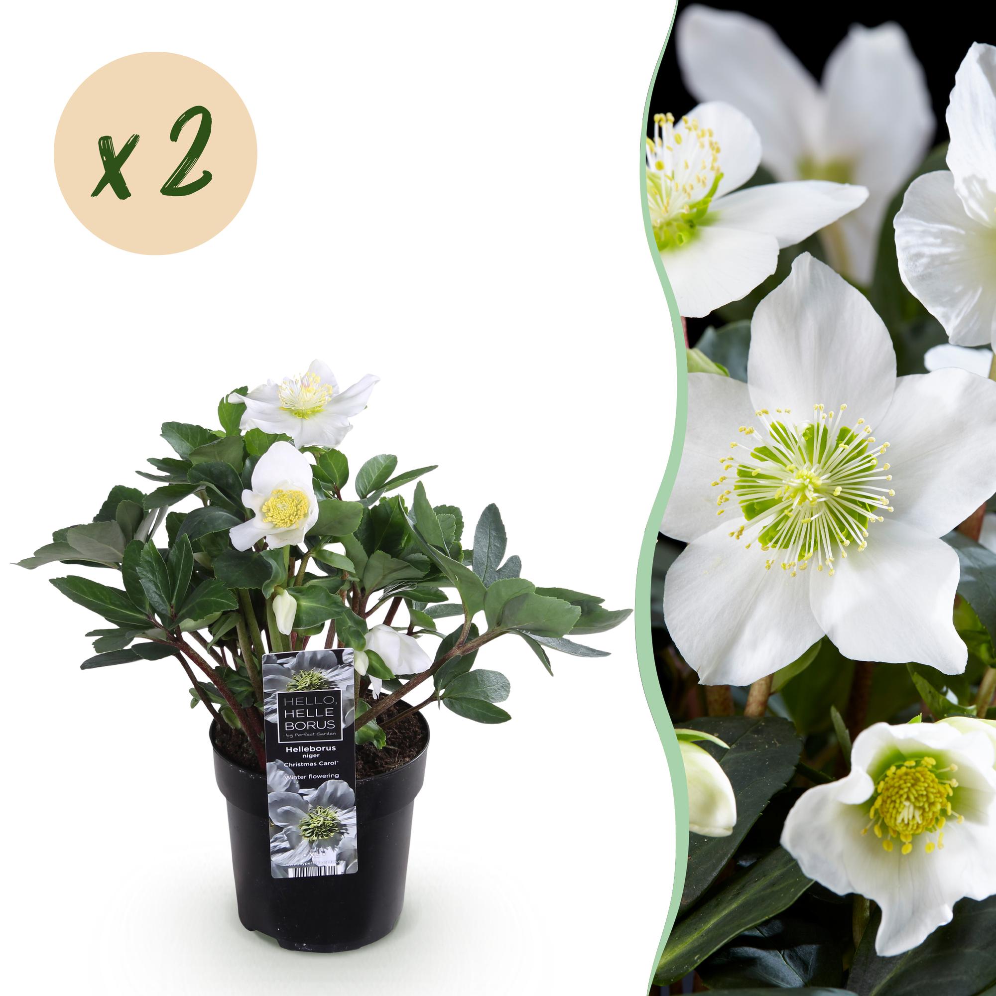 Rose De Noël Helleborus Christmas Carol - Plante Vivace à Fleurs Blanches Hivernales - Pot 10,5 Cm, Hauteur 25 Cm - Persistante Pour Bordures Et Pots