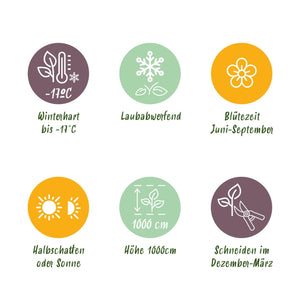 Livraison plante Rose grimpante Red Climber – Lot de 2 – Hauteur 40 cm