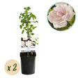 Livraison plante Rosier New Dawn – Lot de 2 – Pot 11 cm – Hauteur 40 cm