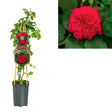 Livraison plante Rosier romantic queen d15cm h65cm