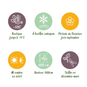 Livraison plante Rosier Rosa Tricolour – Lot de 3 – Pot 11 cm – Hauteur 40 cm