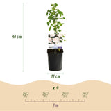 Livraison plante Rosier Rosa Tricolour – Lot de 3 – Pot 11 cm – Hauteur 40 cm