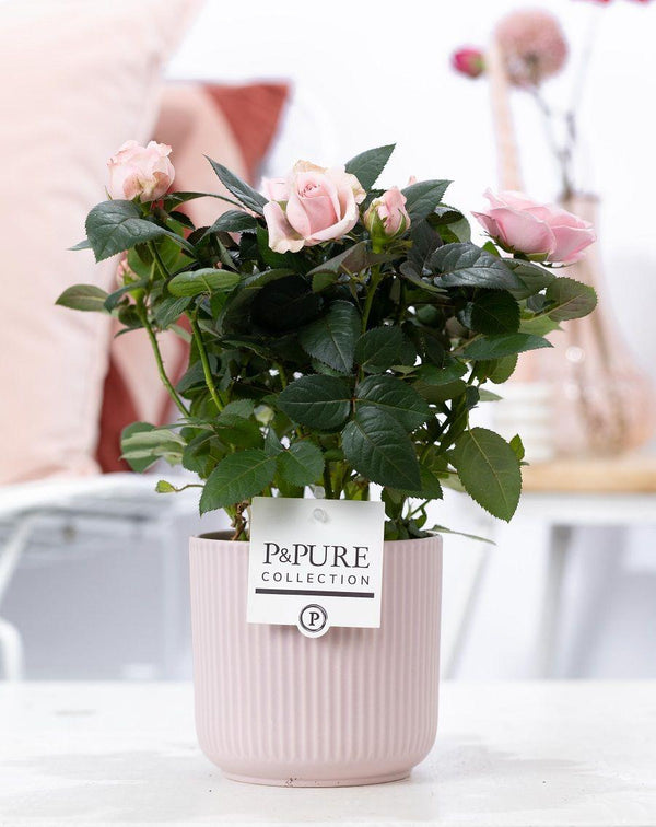Livraison plante Rosier rose et pot céramique rose