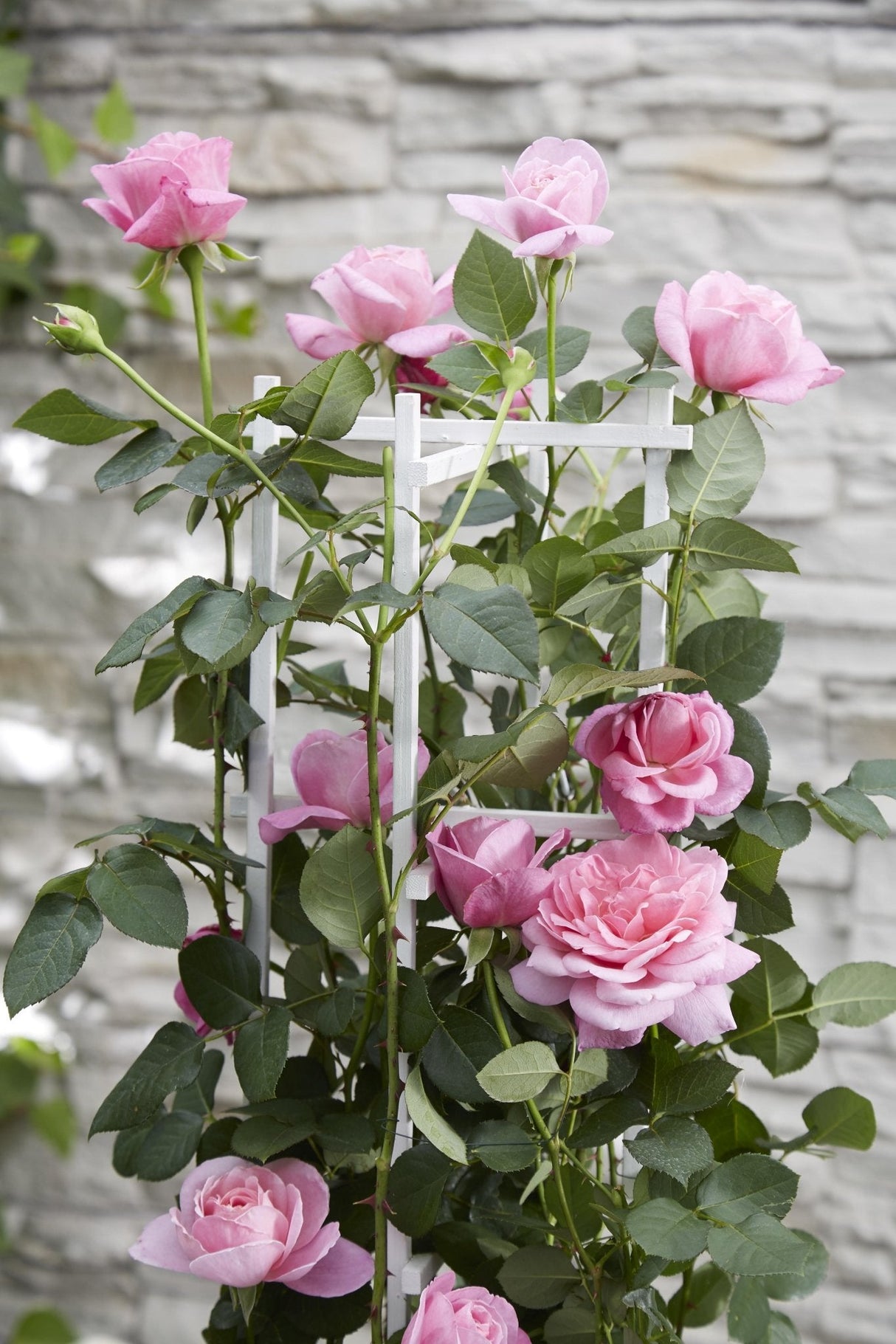 Livraison plante Rosier rose - lot de 3 - ↨65cm - Ø15 - plante fleurie d'extérieur