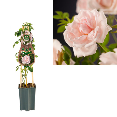 Livraison plante Rosier rose pastel d15cm h65cm