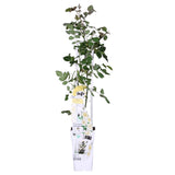 Livraison plante Rosier vanille blanc - ↨65cm - Ø15 - arbuste fleuri